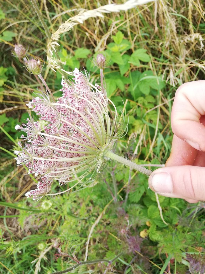 Loisirs Visite, balade: Fleurs et plantes des bords de chemins sur les ...