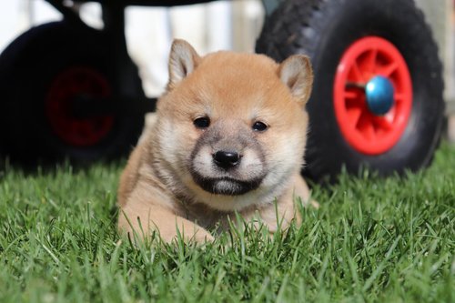 Shiba Inu Chiots Eleveur Belge Chiens Chatsbe