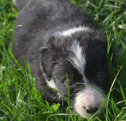 Border Collie Chiens Chatsbe