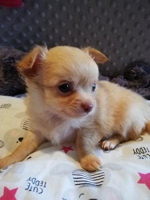 Chihuahua Chiots Chiens Chatsbe