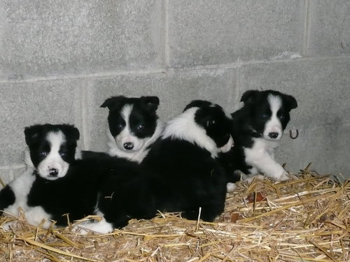 Chiots Border Collie Chiens Chatsbe