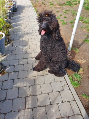 Caniche Royal 1 An Superbe Vendu Chiens Chatsbe