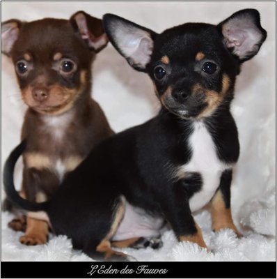 Chiots Chihuahua Poils Court Pure Race Chiens Chatsbe