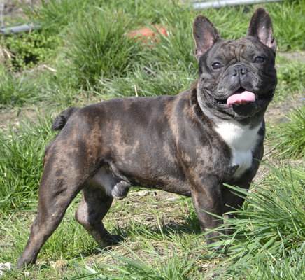 Bouledogue Français Chiens Chatsbe