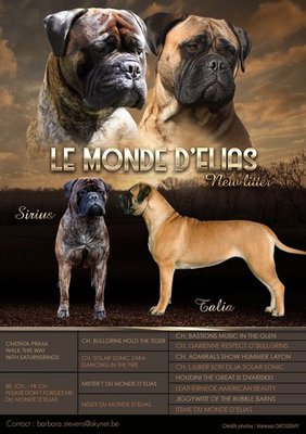 Bullmastiffs Chiots Avec Pédigrée Chiens Chatsbe