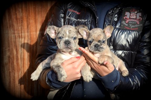 Chiots Bouledogue Français Bleu Merle Chiens Chatsbe