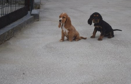 Cocker Anglais Chiens Chatsbe