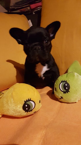 Chiot Bouledogue Français Chiens Chatsbe