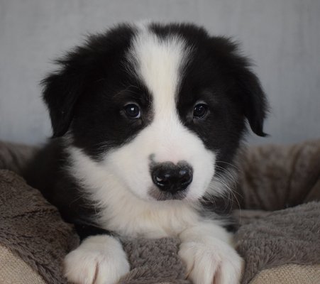 Border Collie Chocolat Et Noir Et Blanc Chiens Chatsbe