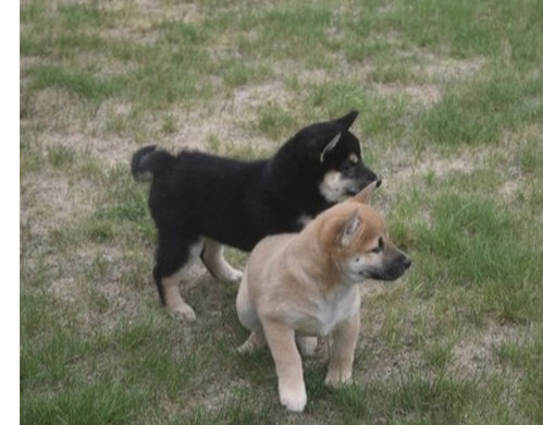 Shiba Noir Et Feu Et Roux Chiens Chatsbe