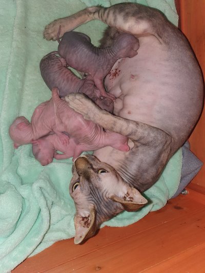 Chatons Sphynx Elf Chiens Chats Be