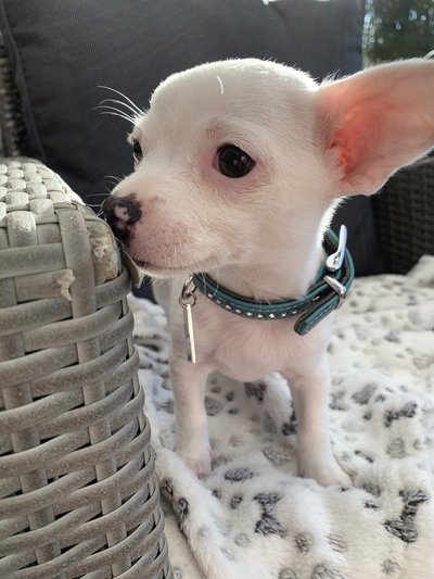 Adorable Bebe Chihuahua Blanc Chiens Chats Be