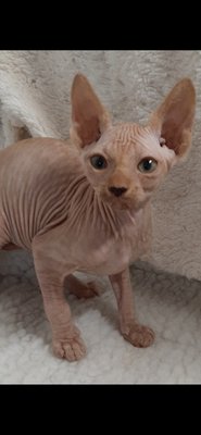 Chatons Sphynx Chiens Chats Be