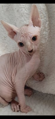 Chatons Sphynx Chiens Chats Be