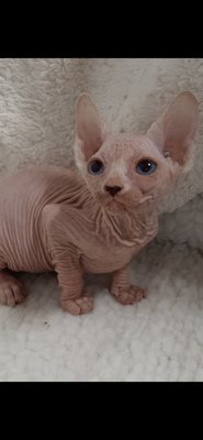 Chatons Sphynx Chiens Chats Be