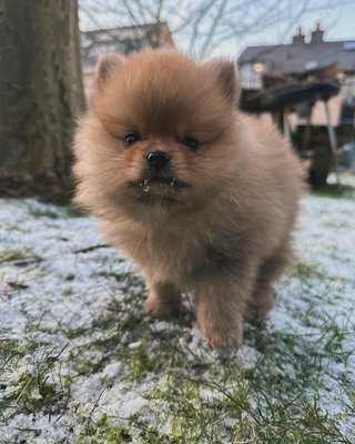 Loulou de Pom ranie blanc nain avec parents Pedigree Chiens chats.be