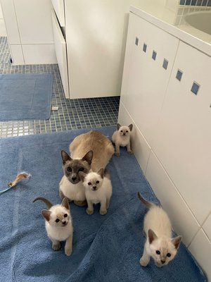 4 chatons siamois