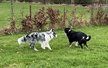 Adorables Chiots Border Collie Merle-bleu, Bleu Et Tricolore - Chiens 