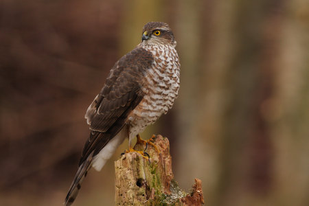 Loisirs Balade naturaliste : l important est-il vraiment participer ?