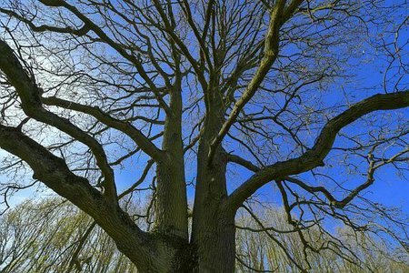 Loisirs Balade naturaliste : mdaille feuilles