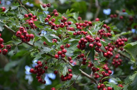 Loisirs Balade naturaliste : dans peau Gui Drupe