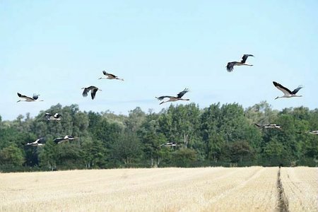 Loisirs Balade naturaliste : incroyables migrateurs !