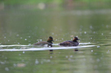 Loisirs Balade naturaliste : marathon Bird