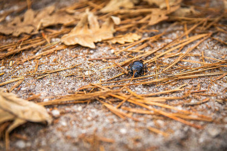 Expositions Etonnants insectes : roule bouse !