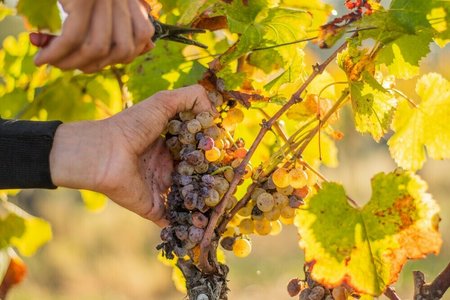 Expositions Repas vendanges Chteau d Arche