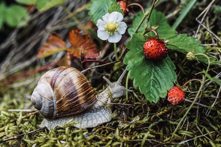 Stages,cours Atelier dcouverte la nature : malaims nos jardins