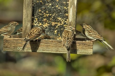 Stages,cours Atelier dcouverte la nature : oiseaux la mangeoire