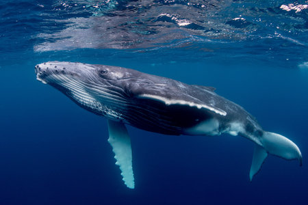 Expositions A l coute baleines. Tendez l oreille !