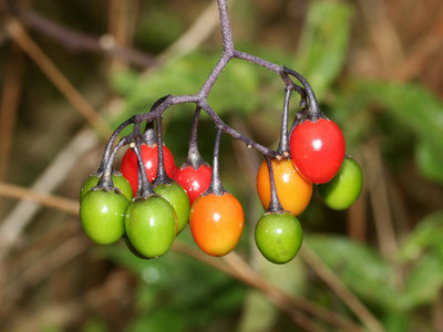 Loisirs Balade naturaliste : Prs Grand Chelem